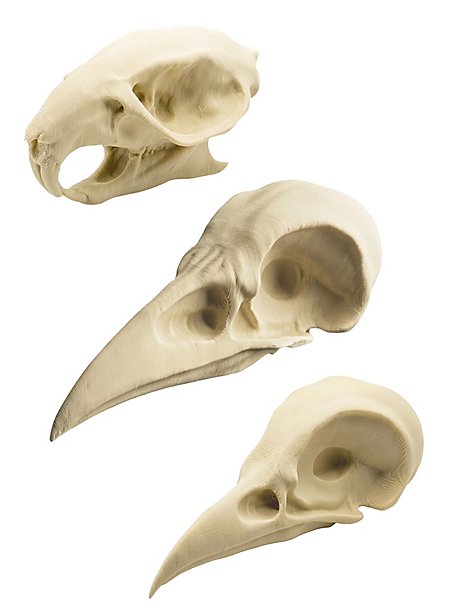 3D Schädel Wahrsager-Set - Rabe, Krähe, Ratte
