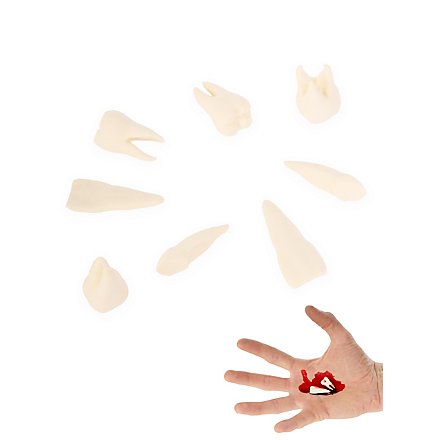 3D-Druck - 8 Stk. menschliche Zähne mit Schraubdose