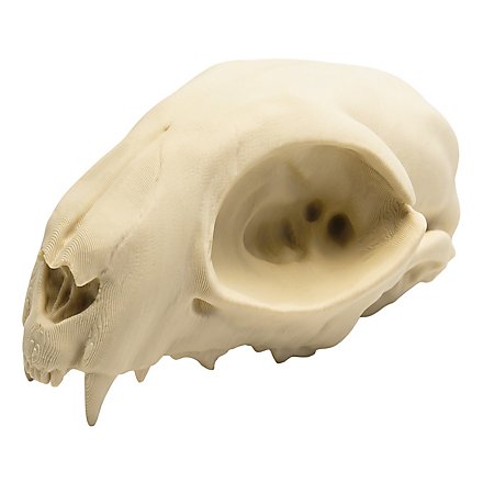 3D-printed cat skull for self-painting (12cm)
