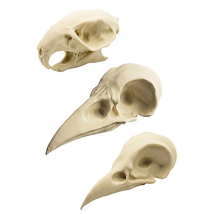 3D Schädel Wahrsager-Set zum selbst bemalen - Rabe, Krähe, Ratte