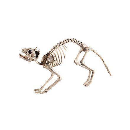 Cat skeleton Halloween decoration