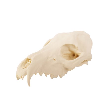 Crâne de renard imprimé en 3D à peindre soi-même (16cm)