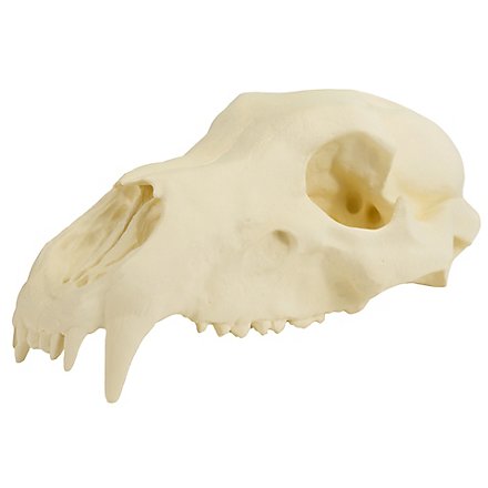 Crâne d'ours imprimé en 3D à peindre soi-même (27cm)