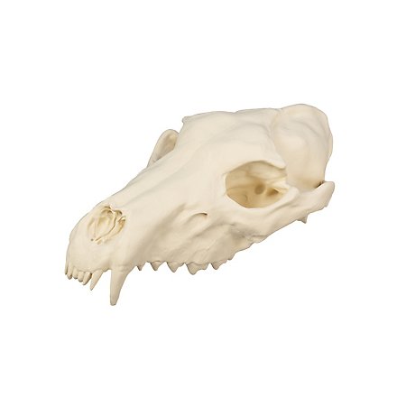 Cráneo De Lobo Impreso En 3D Para Pintar (25 Cm)