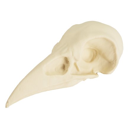 Cranio di corvo stampato in 3D da dipingere (10cm)
