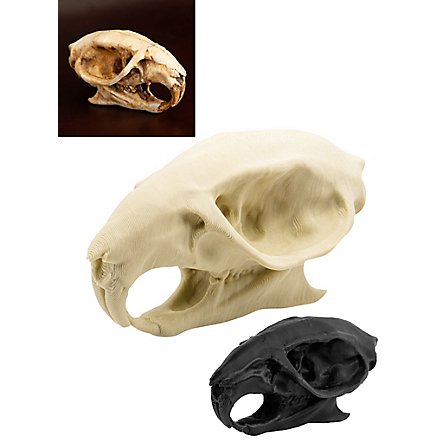 Cranio di ratto stampato in 3D da dipingere (7cm)