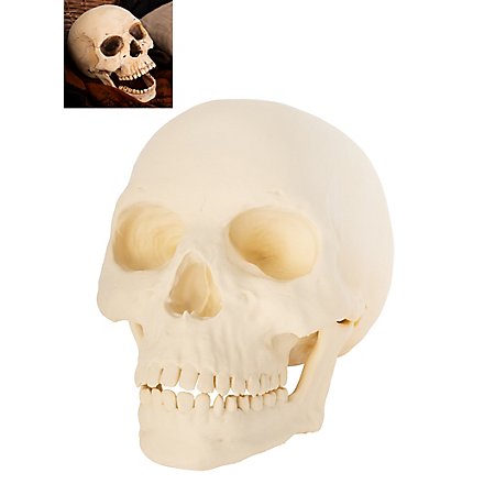 Stampa 3D - Teschio umano da dipingere