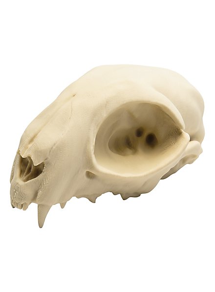 3D-printed cat skull for self-painting (12cm)