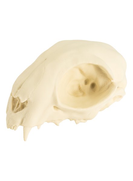 Crâne de chat imprimé en 3D à peindre soi-même (12 cm)