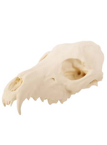 Crâne de renard imprimé en 3D à peindre soi-même (16cm)