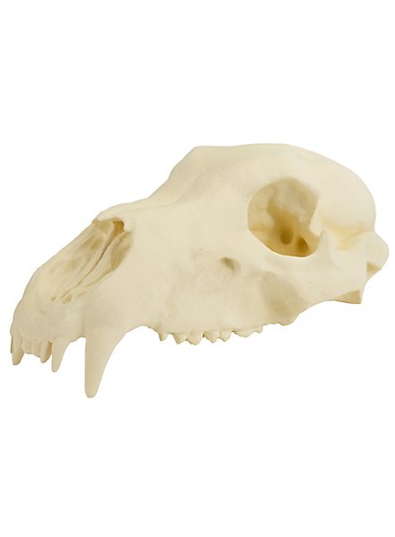 Cráneo De Oso Impreso En 3D Para Pintar (27 Cm)