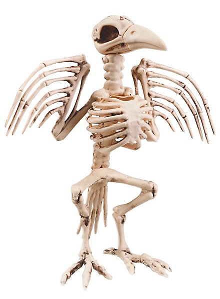Scheletro di uccello decorazione di Halloween