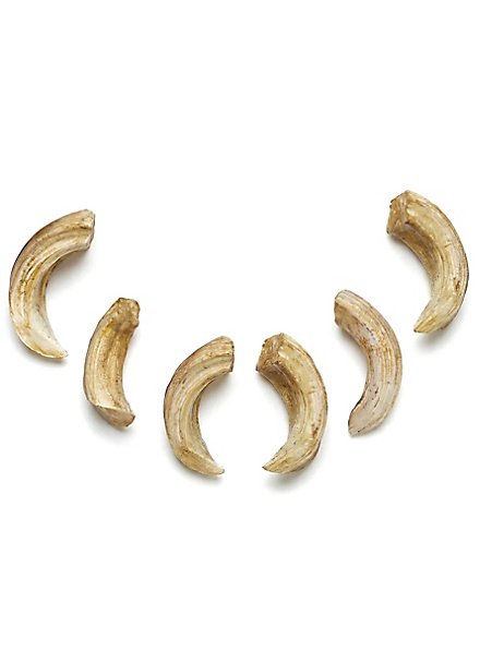 Set di ossa in resina fusa - zanna di cinghiale (6 pezzi)