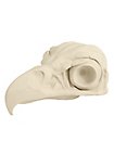 3D-Druck Adlerschädel zum Selbstbemalen (16 cm)