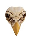 3D-Druck Adlerschädel zum Selbstbemalen (16 cm)