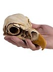3D-Druck Adlerschädel zum Selbstbemalen (16 cm)