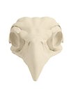 3D-Druck Adlerschädel zum Selbstbemalen (16 cm)