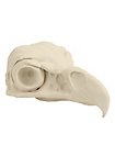 3D-Druck Adlerschädel zum Selbstbemalen (16 cm)