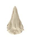 3D-Druck Adlerschädel zum Selbstbemalen (16 cm)