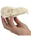 3D-Druck Adlerschädel zum Selbstbemalen (16 cm)