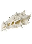 3D-Druck Drachenschädel zum Selbstbemalen (32 - 42cm)
