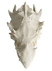 3D-Druck Drachenschädel zum Selbstbemalen (32 - 42cm)