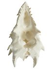 3D-Druck Drachenschädel zum Selbstbemalen (32 - 42cm)