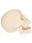 3D-Druck - Menschenschädel mit beweglichem Kiefer zum bemalen