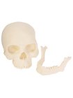 3D-Druck - Menschenschädel mit beweglichem Kiefer zum bemalen