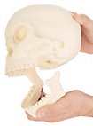 3D-Druck - Menschenschädel mit beweglichem Kiefer zum bemalen