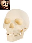 3D Print - Human Skull for Painting