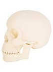 3D Print - Human Skull for Painting