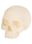3D Print - Human Skull for Painting