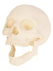 3D Print - Human Skull for Painting