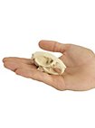 3D-Print Rattenschedel Om Zelf Te Beschilderen (7cm)