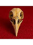 3D-Print Ravenschedel Om Zelf Te Beschilderen (10cm)