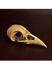 3D-Print Ravenschedel Om Zelf Te Beschilderen (10cm)