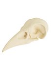 3D-Print Ravenschedel Om Zelf Te Beschilderen (10cm)