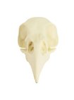 3D-Print Ravenschedel Om Zelf Te Beschilderen (10cm)