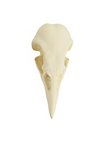 3D-Print Ravenschedel Om Zelf Te Beschilderen (10cm)