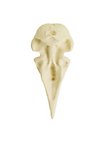 3D-Print Ravenschedel Om Zelf Te Beschilderen (10cm)