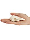 3D-Print Ravenschedel Om Zelf Te Beschilderen (10cm)