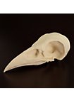 3D-Print Ravenschedel Om Zelf Te Beschilderen (10cm)