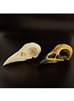 3D-Print Ravenschedel Om Zelf Te Beschilderen (10cm)