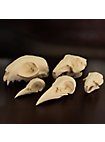 3D-Print Ravenschedel Om Zelf Te Beschilderen (10cm)