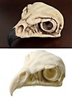 3D-Print Valkenschedel Om Zelf Te Beschilderen (11cm)