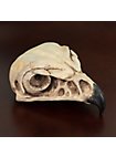 3D-Print Valkenschedel Om Zelf Te Beschilderen (11cm)
