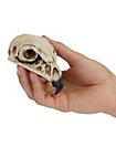 3D-Print Valkenschedel Om Zelf Te Beschilderen (11cm)