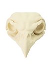 3D-Print Valkenschedel Om Zelf Te Beschilderen (11cm)