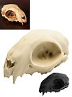 3D-printed cat skull for self-painting (12cm)